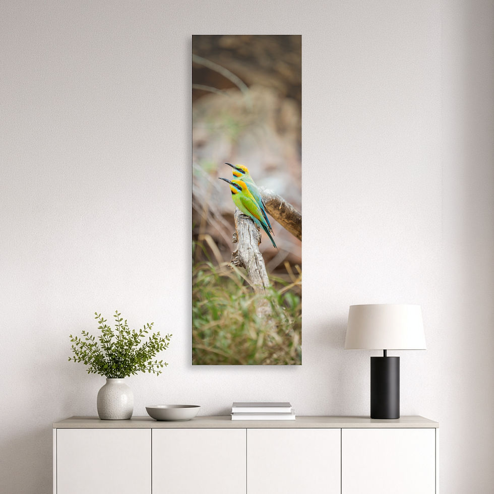 Thumbnail: Metallic glass print hanging on wall showing Rainbow Bee-Eaters perched on branch