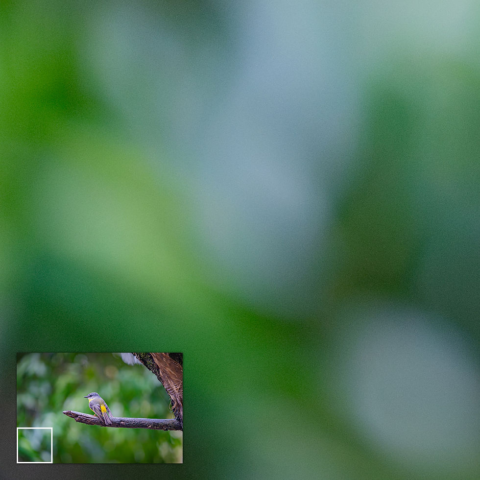 Thumbnail: Close-up of metallic glass print showing soft green rainforest background and bokeh