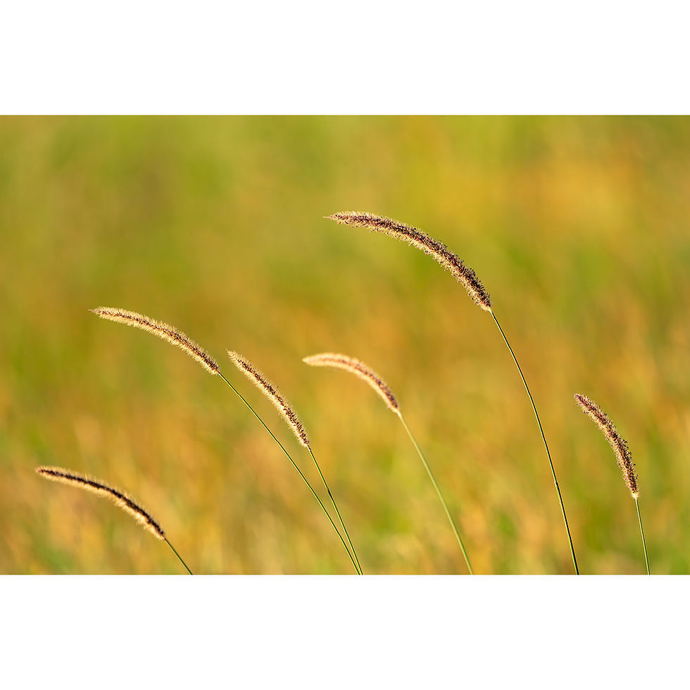 Thumbnail: Metallic glass print on a white background for simple viewing, featuring sunlit pasture grasses in panorama