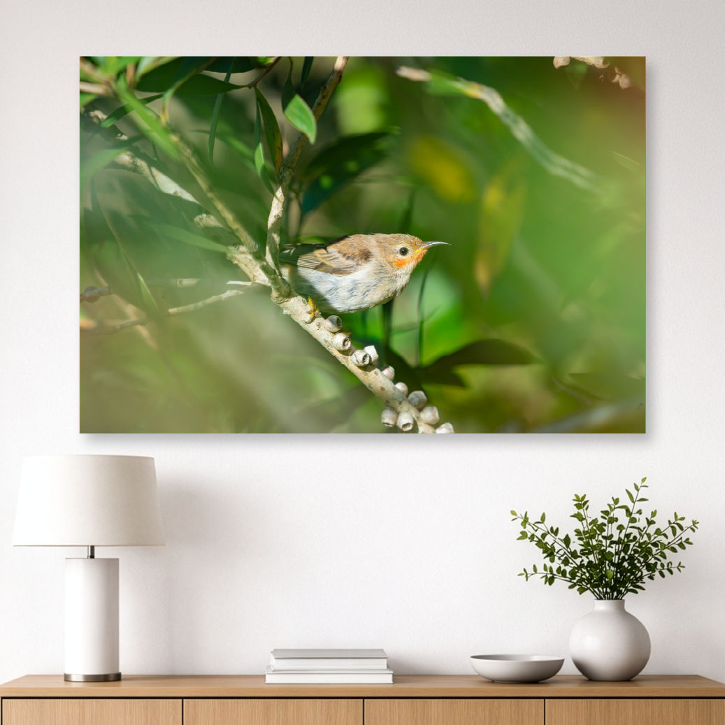 Metallic glass print hanging on wall featuring a female Scarlet Honeyeater in Bottlebrush foliage