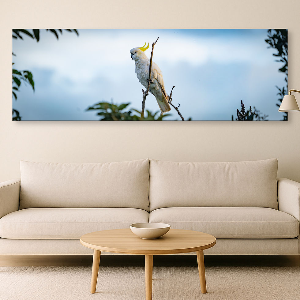 Metallic glass print hanging on the wall, showing a Sulphur-Crested Cockatoo on a branch beneath a soft sky