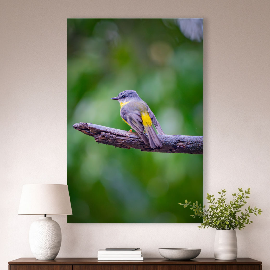 Metallic glass print hanging on wall showing Eastern Yellow Robin on branch in green rainforest