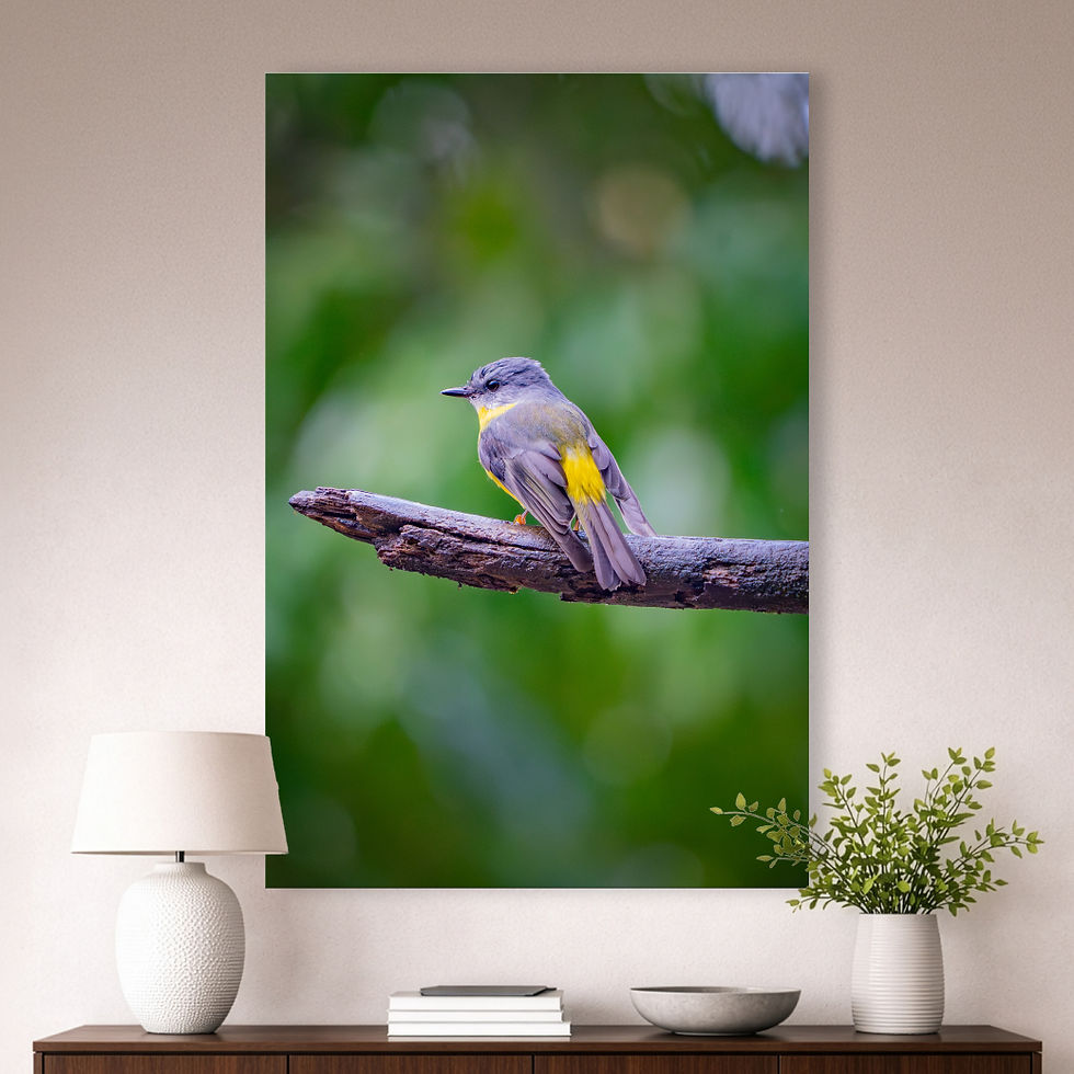 Metallic glass print hanging on wall showing Eastern Yellow Robin on branch in green rainforest