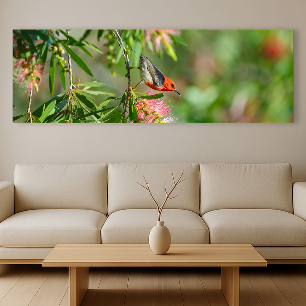 Thumbnail: Metallic glass print hanging on wall above sofa showing Scarlet Honeyeater on Bottlebrush