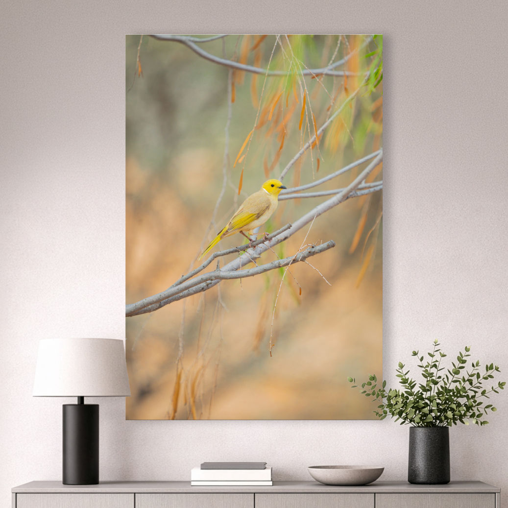 Metallic glass print hanging on wall showing White-plumed Honeyeater on desert branches