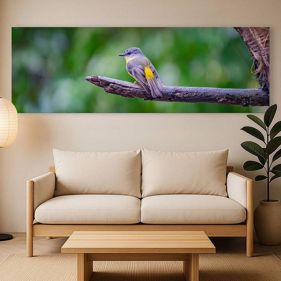 Metallic glass print hanging on wall showing Eastern Yellow Robin perched on branch in rainforest