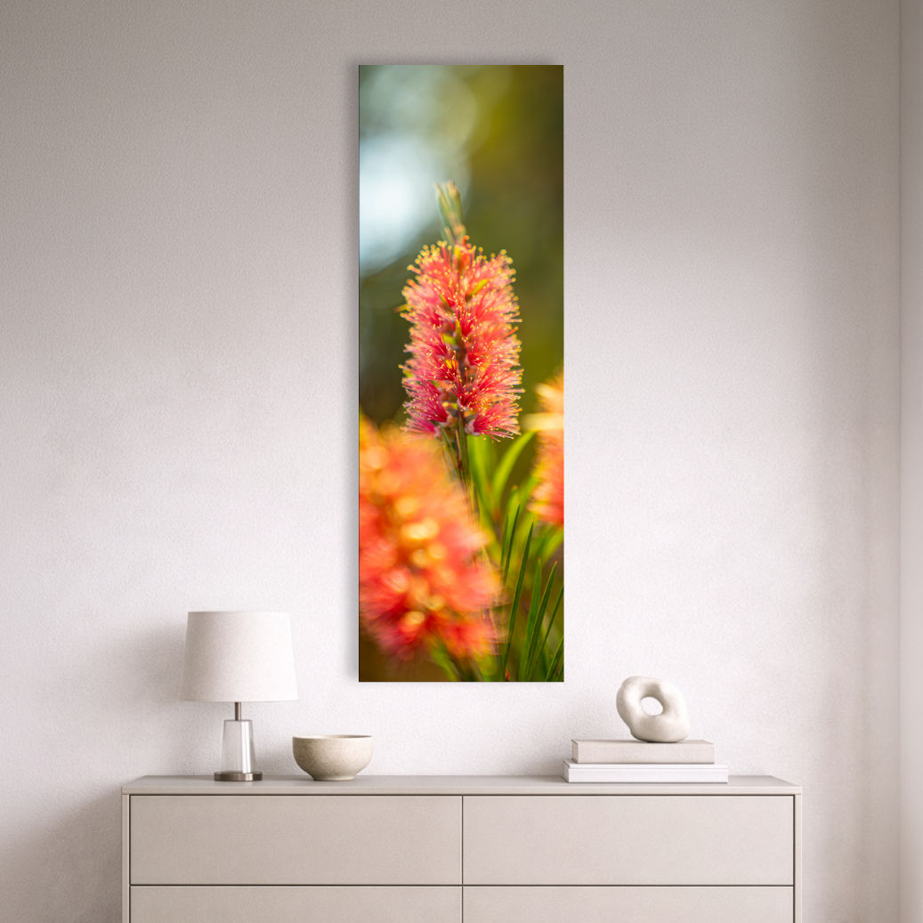 Metallic glass print hanging on the wall, showing a single Bottlebrush bloom in focus with soft blurred flowers
