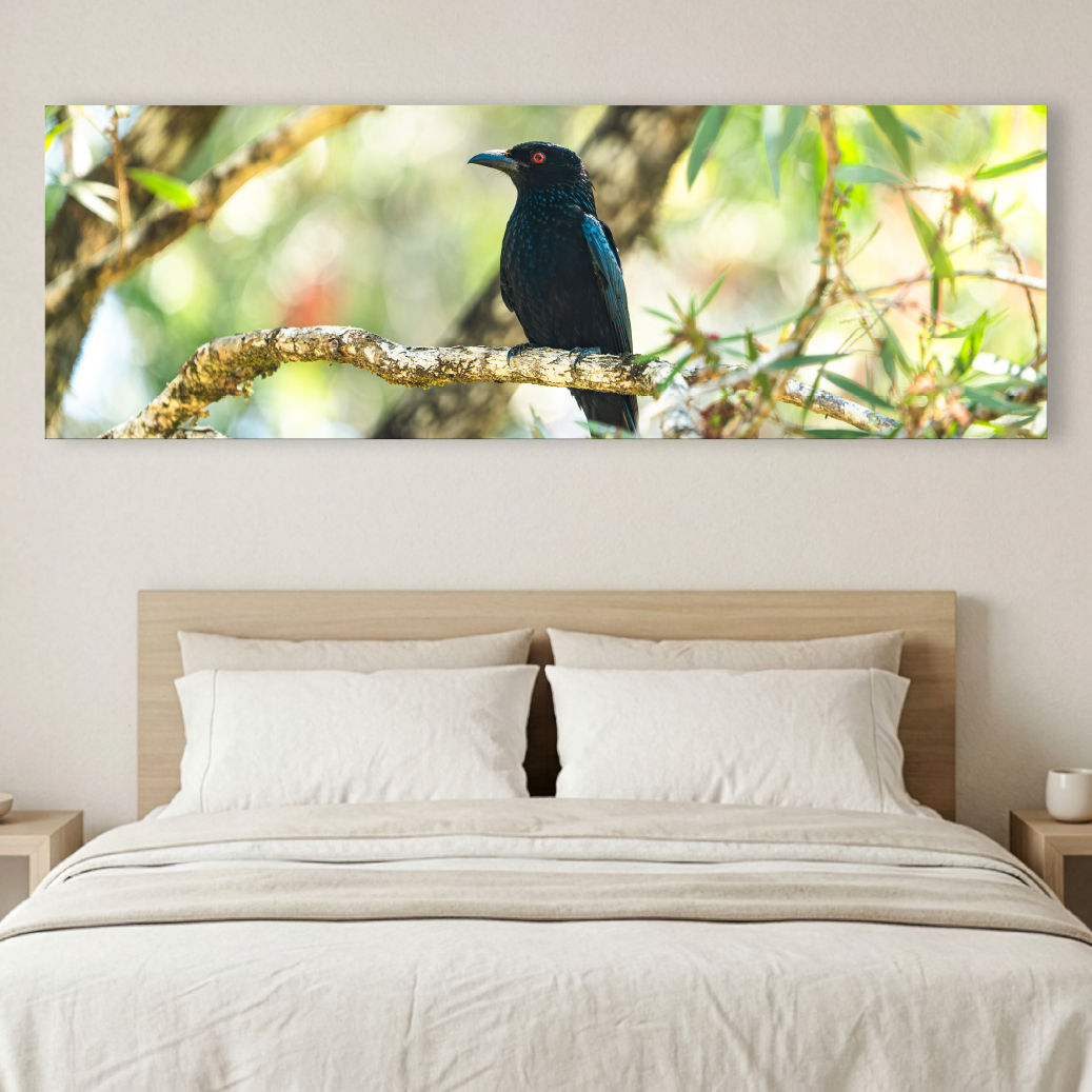 Metallic glass print hanging on the wall showing a Spangled Drongo on a pale branch in soft forest light
