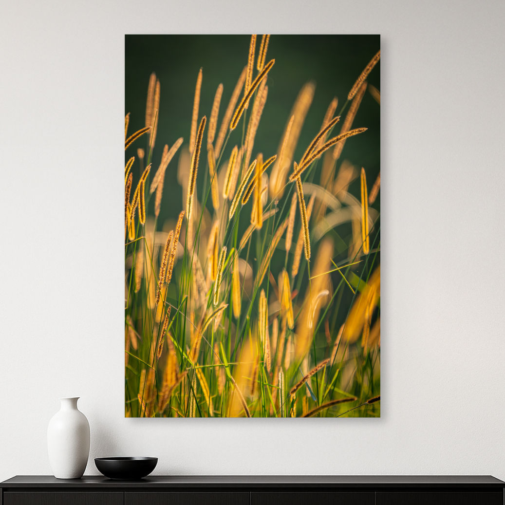 Metallic glass print hanging on the wall, showing golden sunlit grasses against a deep green background