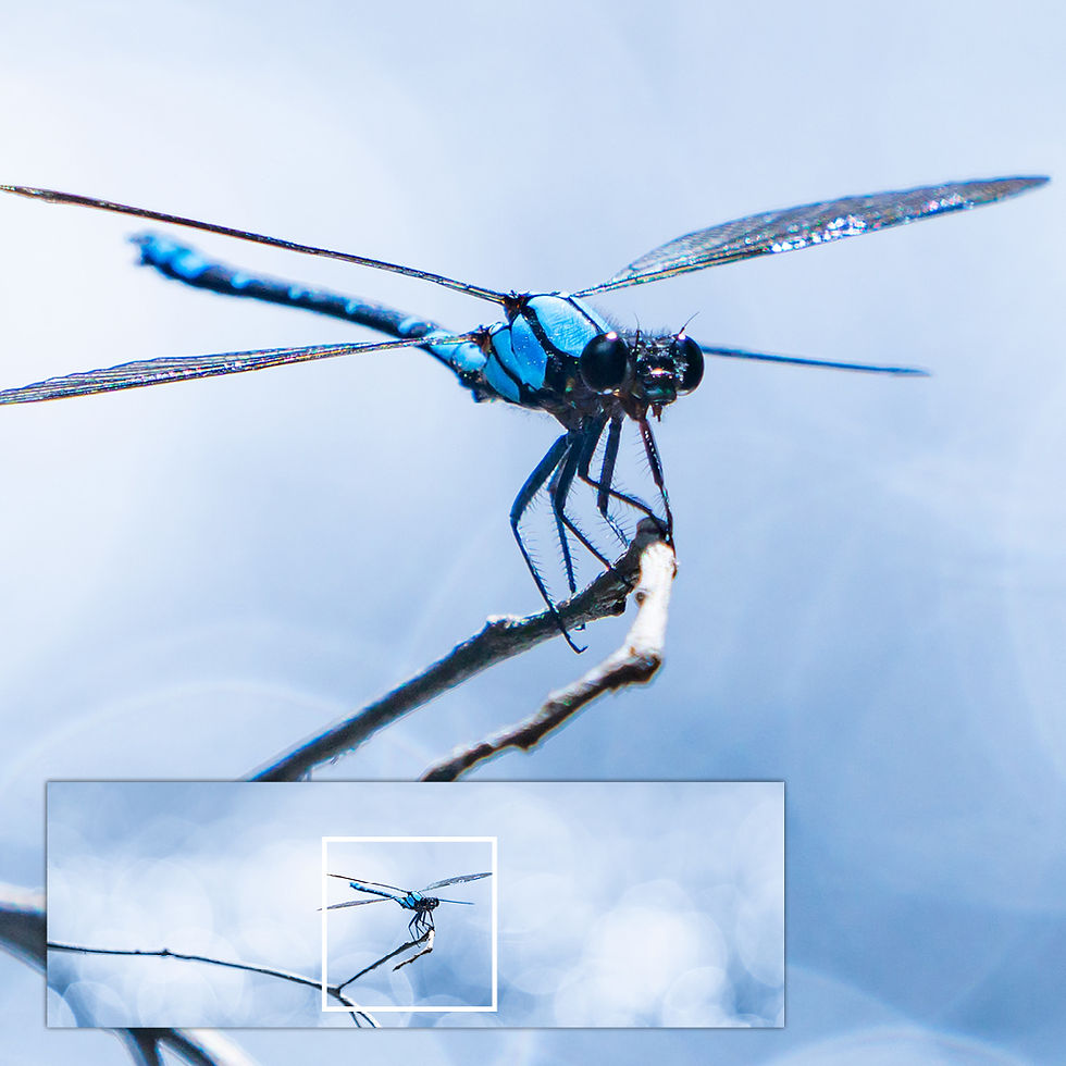 Thumbnail: Close-up of metallic glass print showing Common Bluetail Damselfly wing and body detail