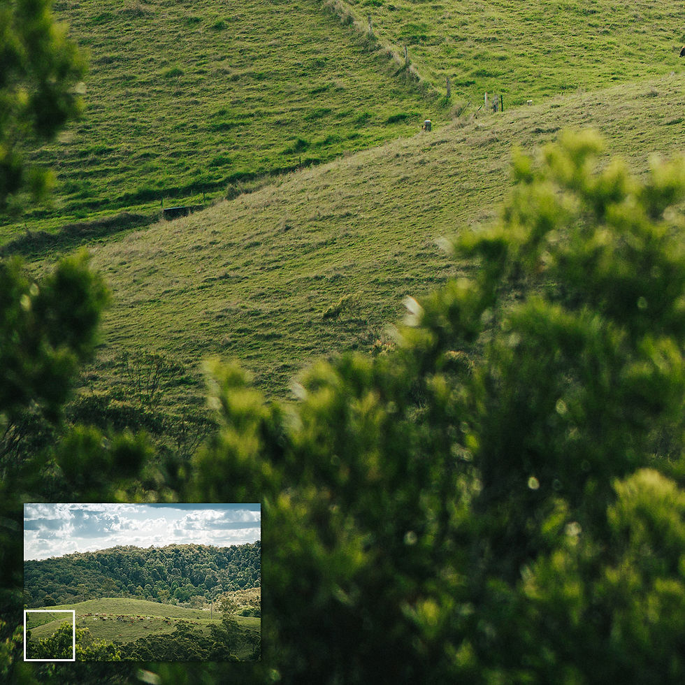 Thumbnail: A vertical shot of cattle roaming in a green pasture under a moody cloudy sky.