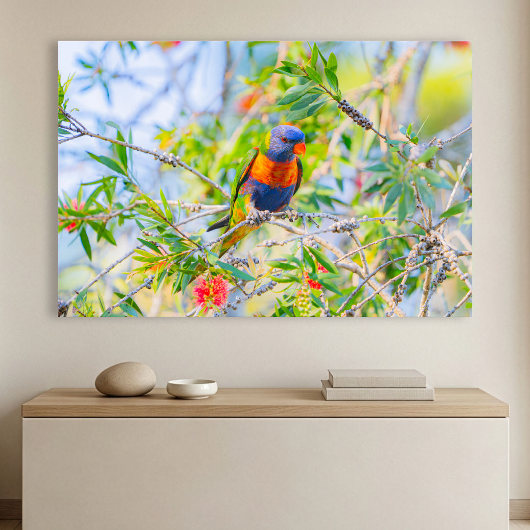 Metallic glass print hanging on the wall, showing a Rainbow Lorikeet perched among Bottlebrush branches