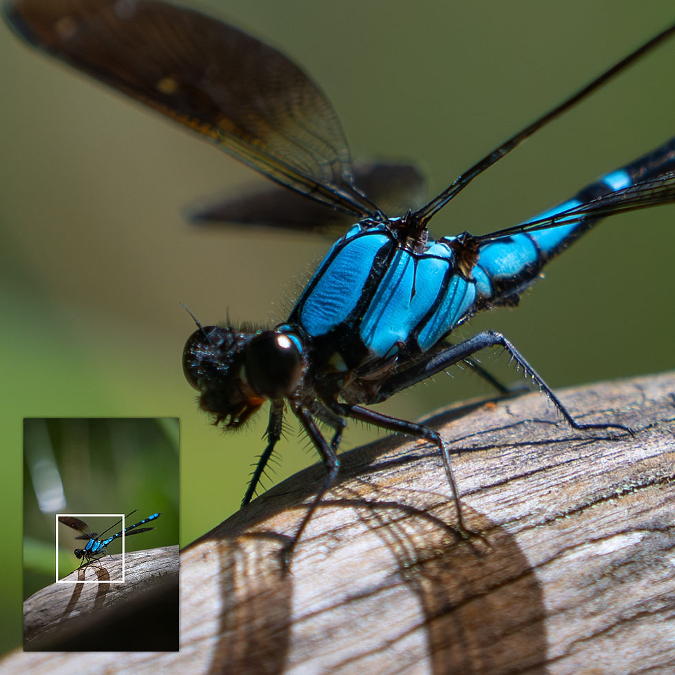 Close-up of metallic glass print showing Common Bluetail detail, wings, and vibrant blue body