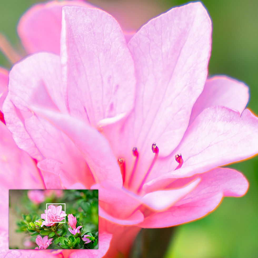 Thumbnail: Close-up of a select area of the metallic glass print, highlighting the Azalea flower centre