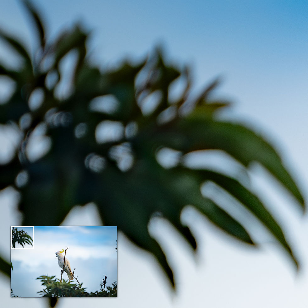Thumbnail: Close-up of a select area of the metallic glass print, showing soft sky and blurred foliage framing