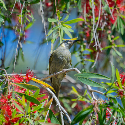 Bird perched on a slender branch amid red bottlebrush flowers and green foliage against a softly blurred background.