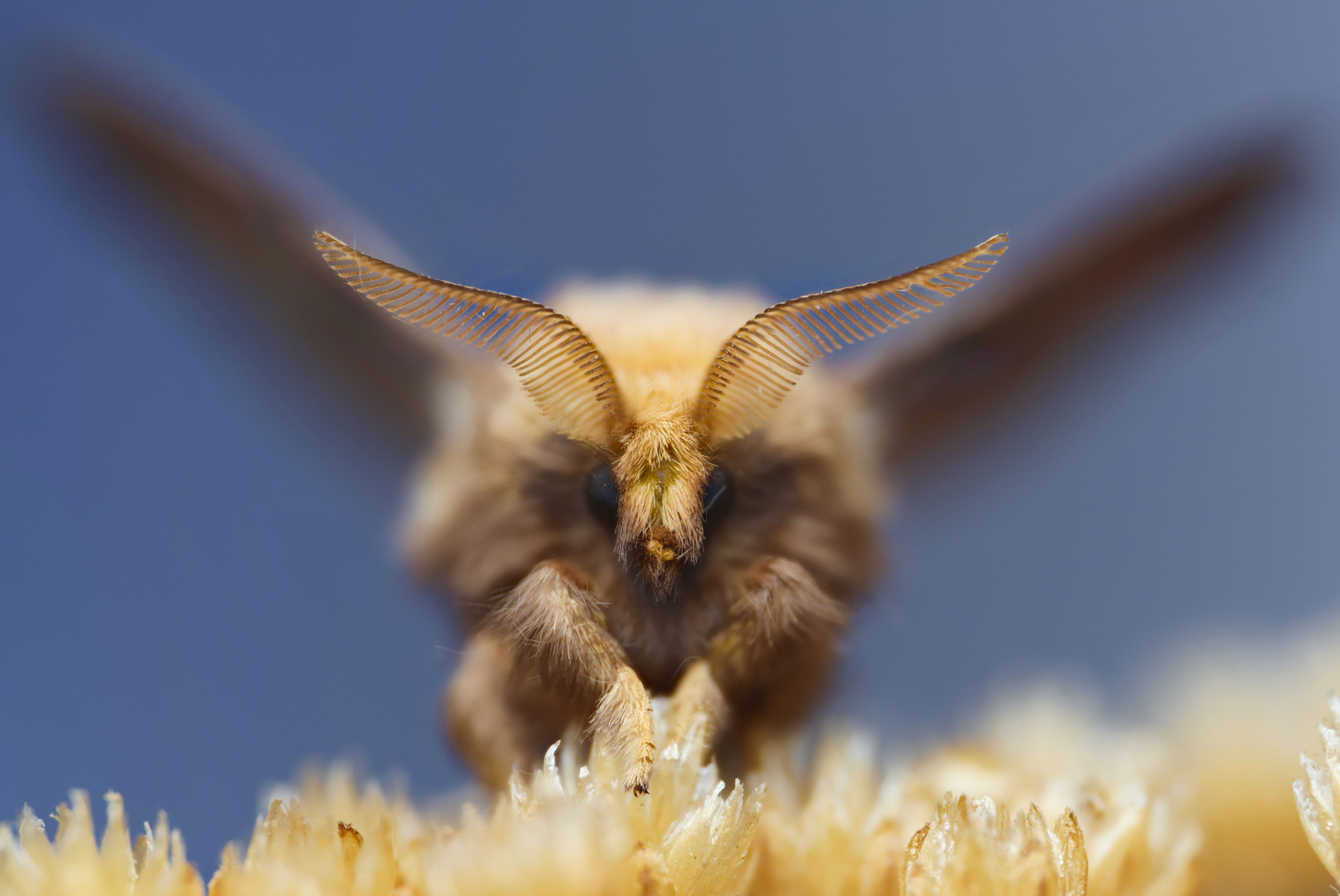 MICRO-BISON