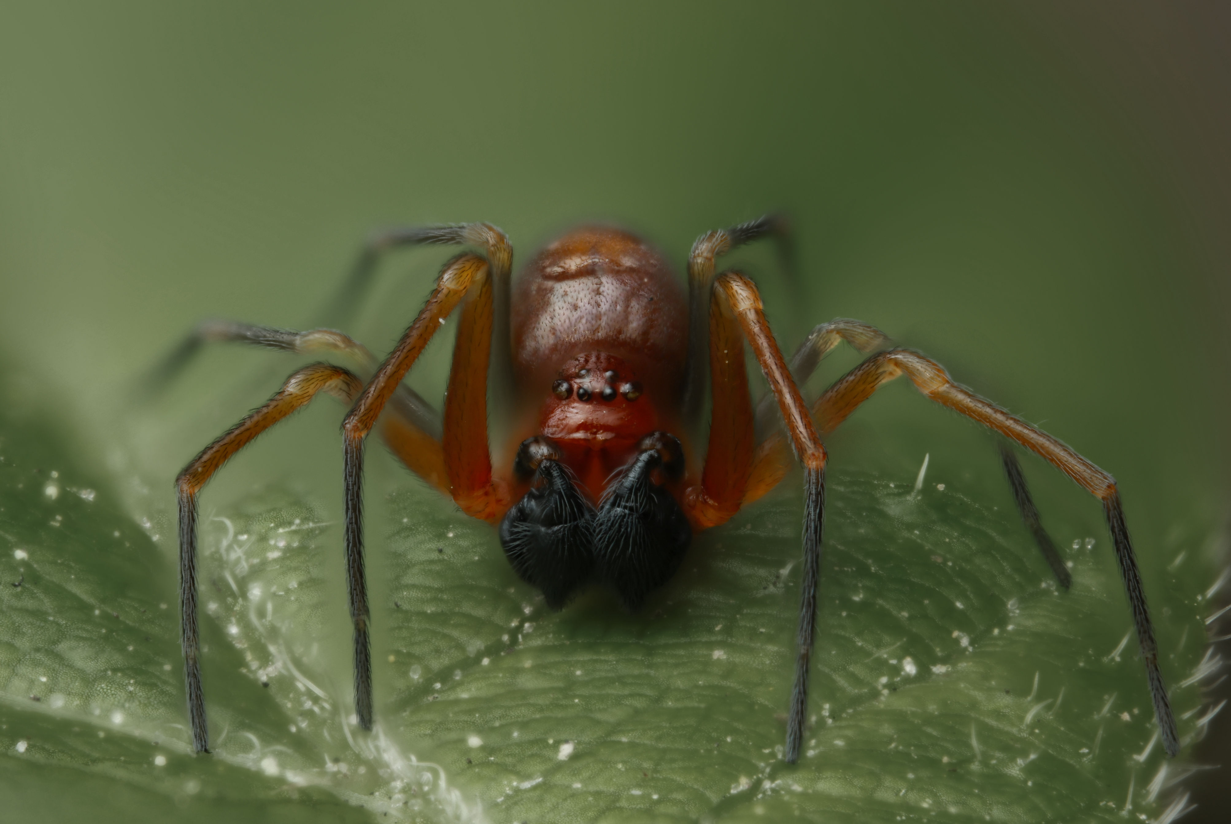 RED DEVIL