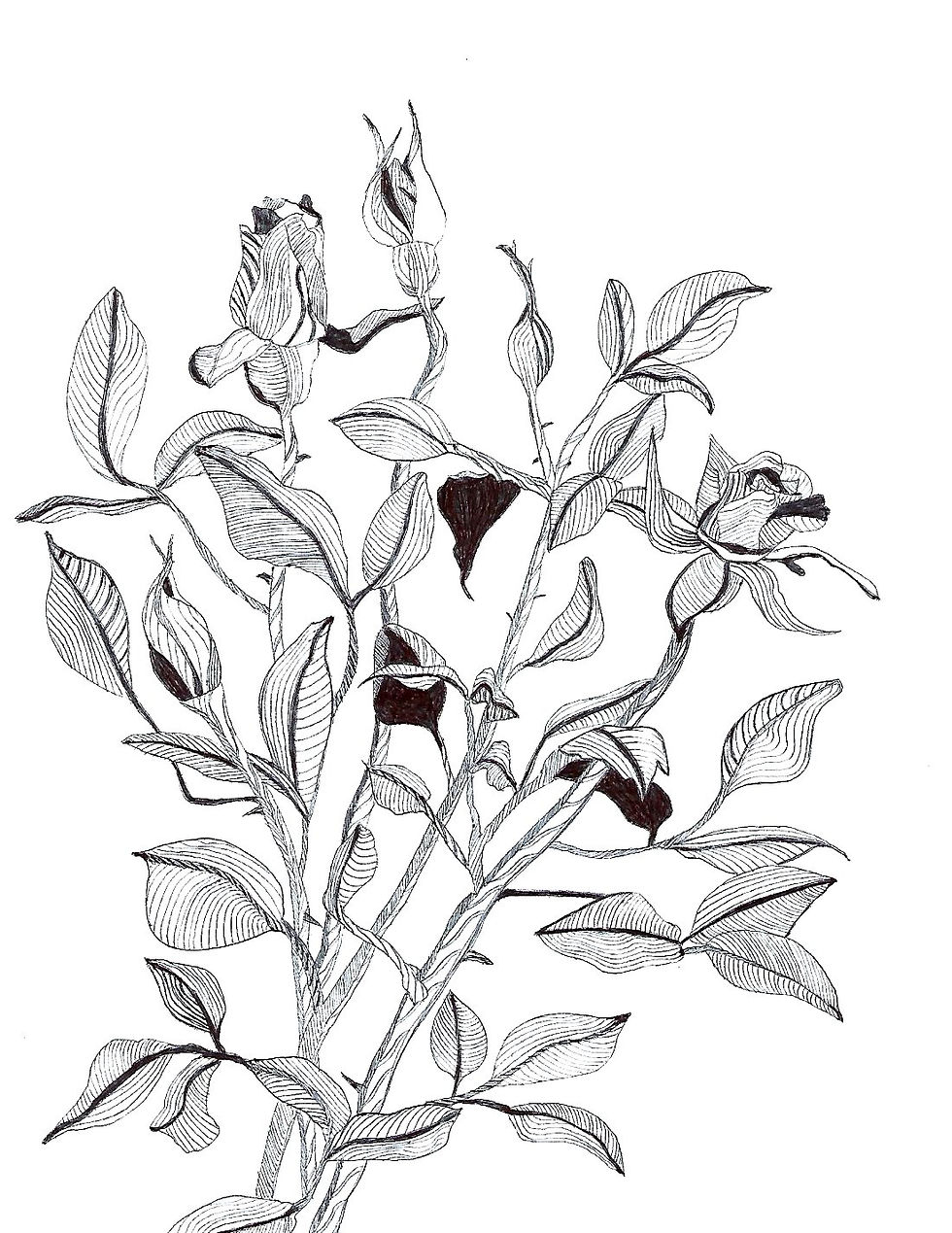The Scent of Roses