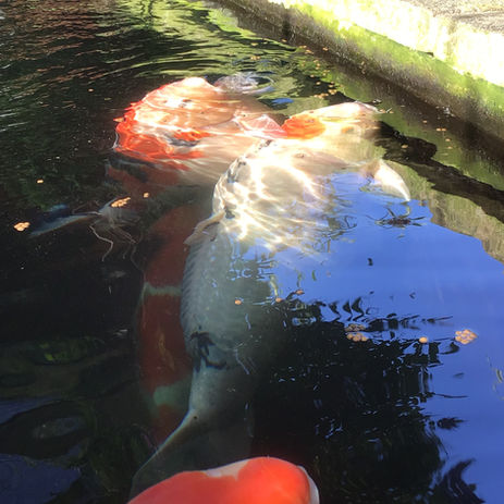 Feeding Koi