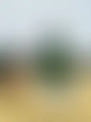 Check out Lynchburg’s newest holiday tradition with gazebo tree lighting on Saturday