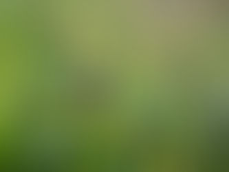 Selfheal - super plant.