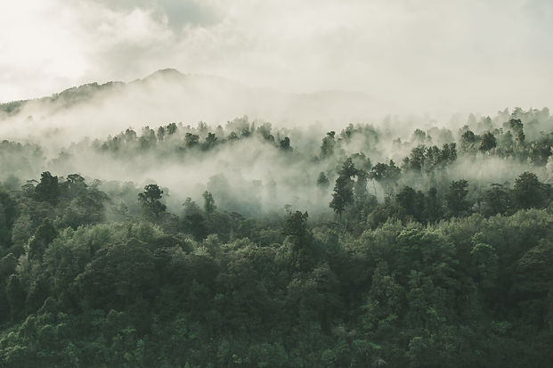 high-angle-shot-beautiful-forest-with-lot-green-trees-enveloped-fog-new-zealand.jpg