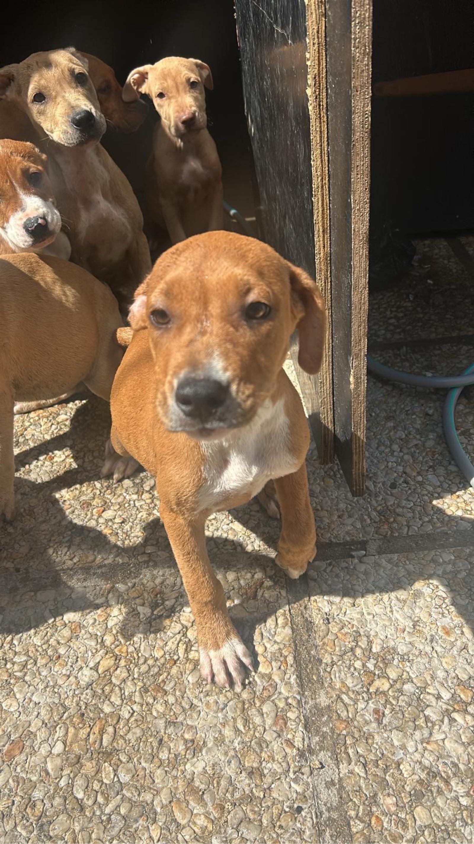 Un American Staffordshire Terrier croisé avec un Pitbull. Vendu pour 50 euros . Pourquoi les vendons-nous seulement 50 € ? Parce que les chiots n’ont pas encore reçu leurs vaccins. Les parents, eux, s