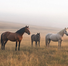 Four Grazing Horses_edited.jpg