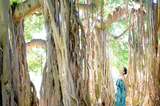 Kapiolani Park Mauka 04.jpg