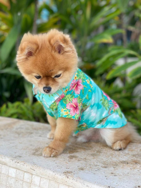 Hawaiian Old School Print Dog's Hawaiian Shirt