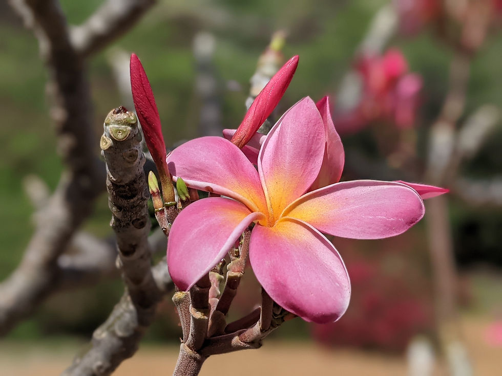 「蒔かぬ種は生えない」