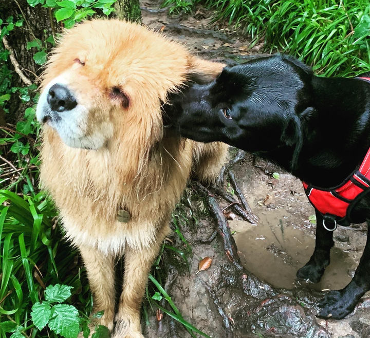 tibetan mastiff getting ear licked by black labrador
