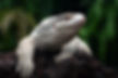 Savannah Monitor Main Page.jpg