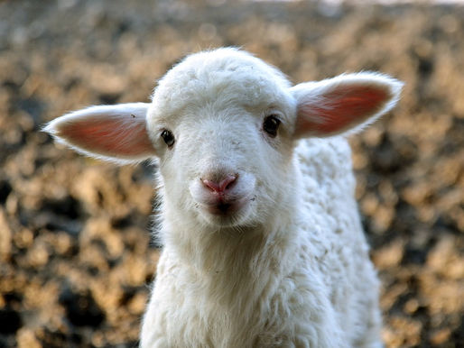 Pour en finir avec la viande