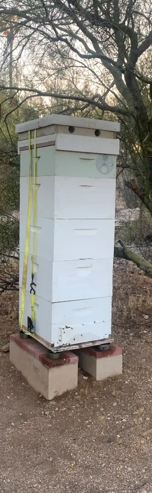 1-tallhive.webp