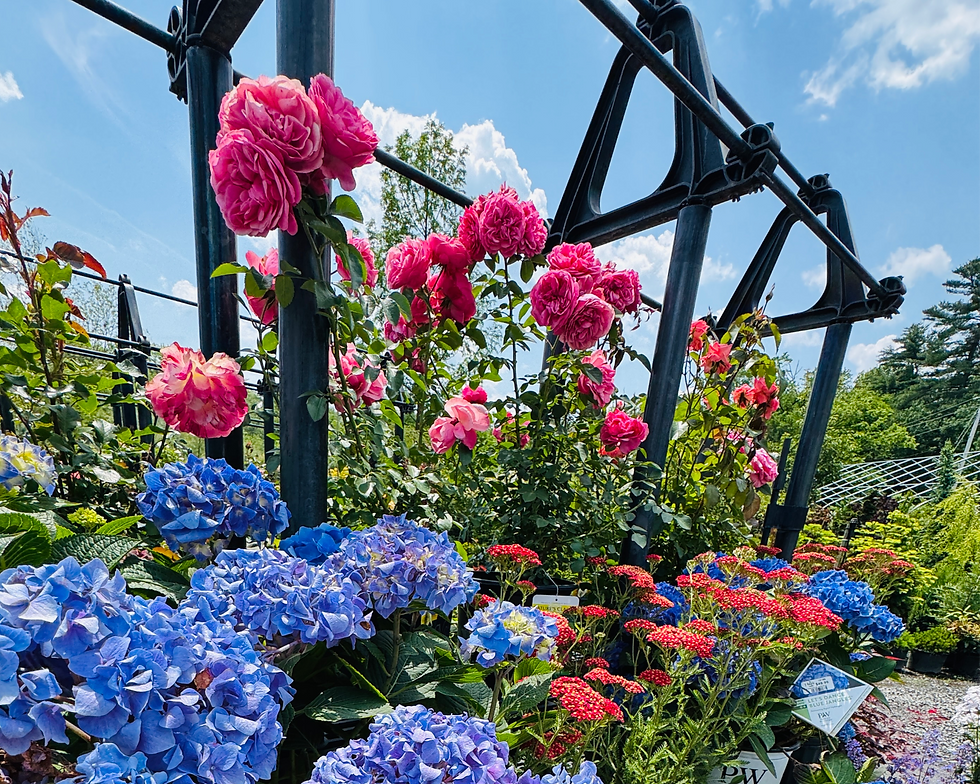 The Angels' Garden Plants (508) 586-6790