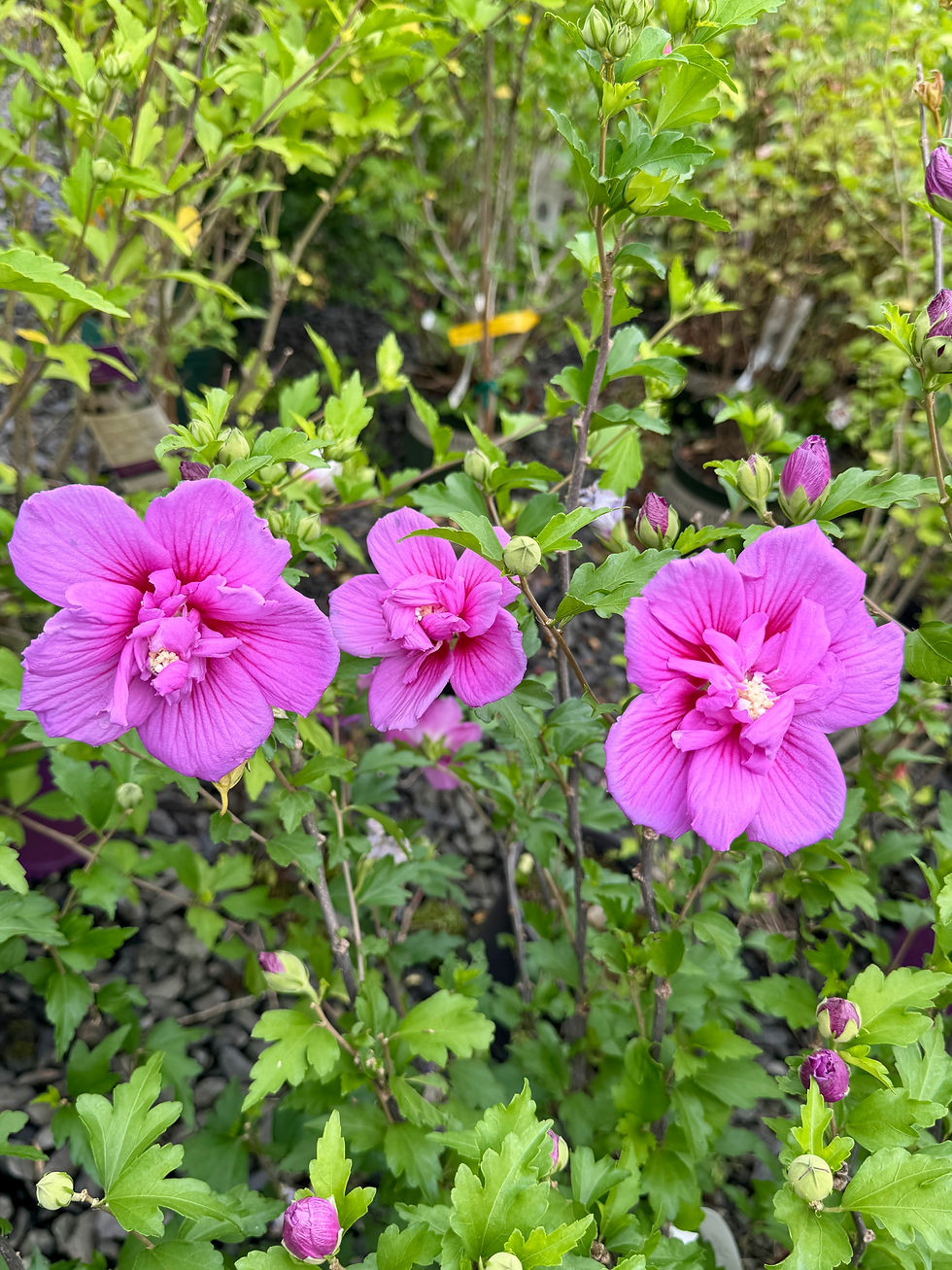 The Angels' Garden Nursery