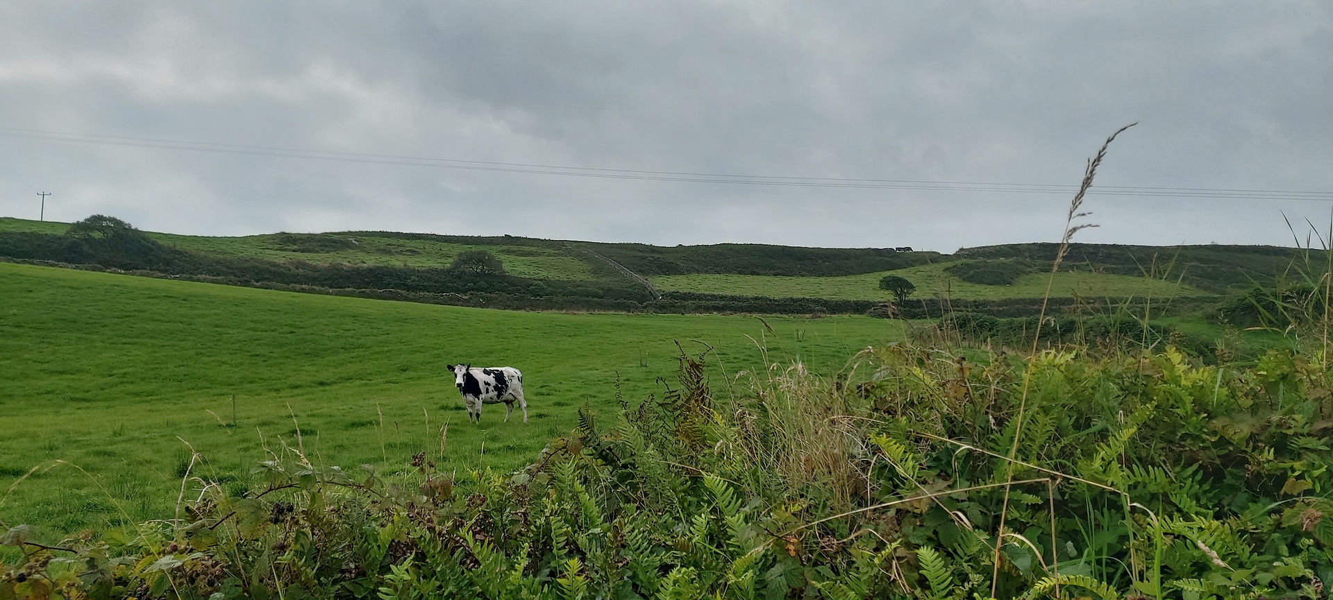 cows in the fields next door