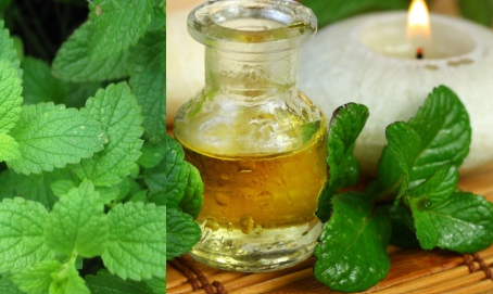 Huile essentielle de menthe poivrée et cheveux afro : bienfaits, utilisation et précautions