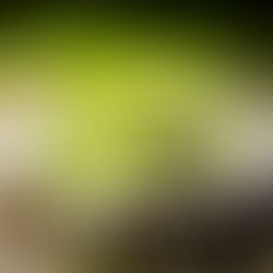 Dairy Free Caesar Dressing