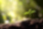 green.jpg