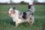 éducateur-comportementaliste-canin-marne