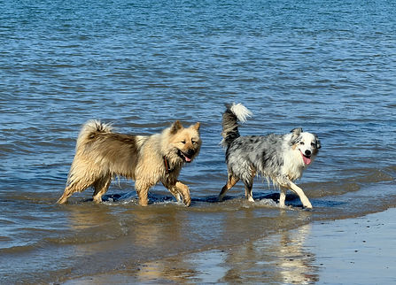 chiens heureux