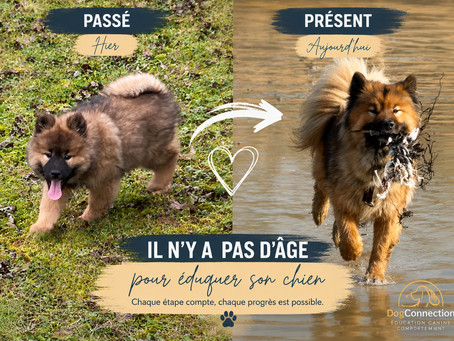 A quel âge un chien peut-il être éduqué ?