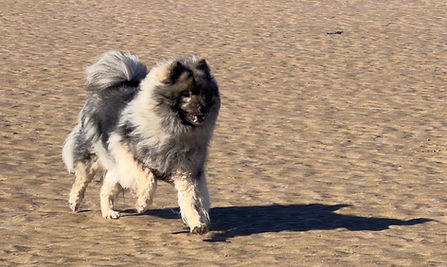 chien qui revient au rappel