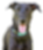 Dog.png