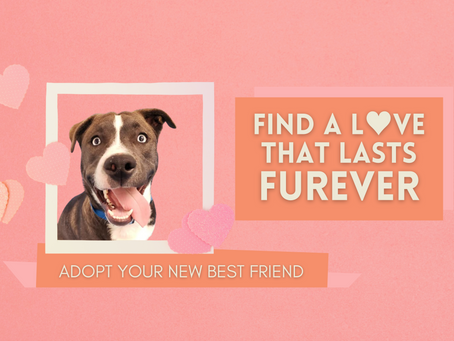Find a love that lasts!