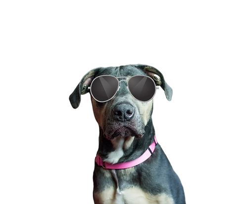 Dog (1).png