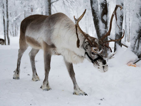 Het is ijskoud en mijn woorden maken wolkjes in de lucht. Finland